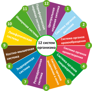 12 систем организма