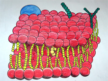 Мембрана клетки